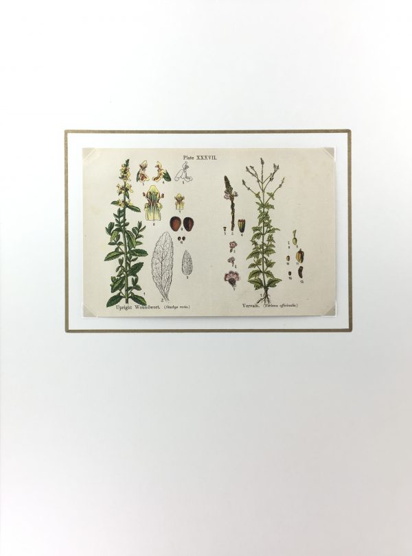 Botanical Print - Botanical Wildflowers, A. Pratt, 1913