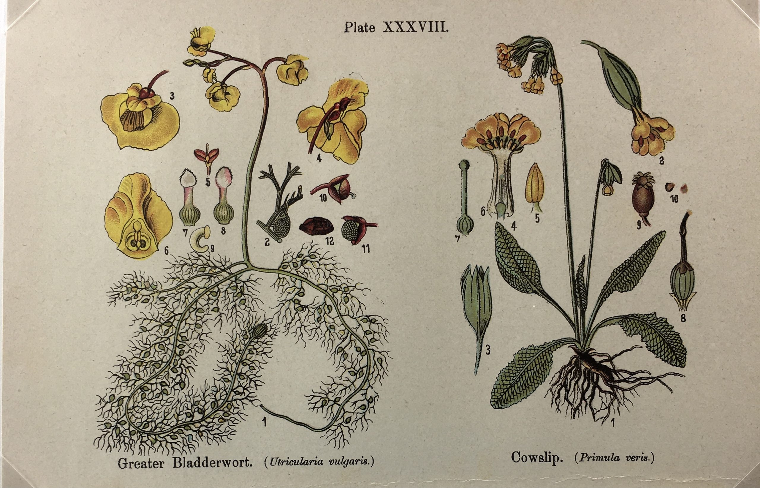 Botanical Print - Botanical Wildflowers, A. Pratt, 1913