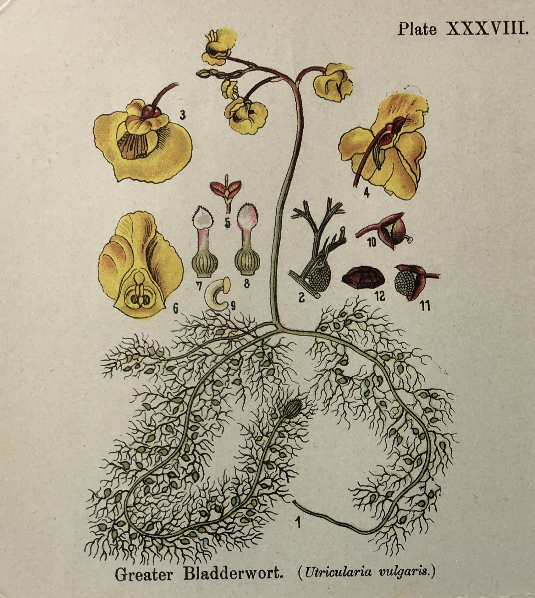 Botanical Print - Botanical Wildflowers, A. Pratt, 1913