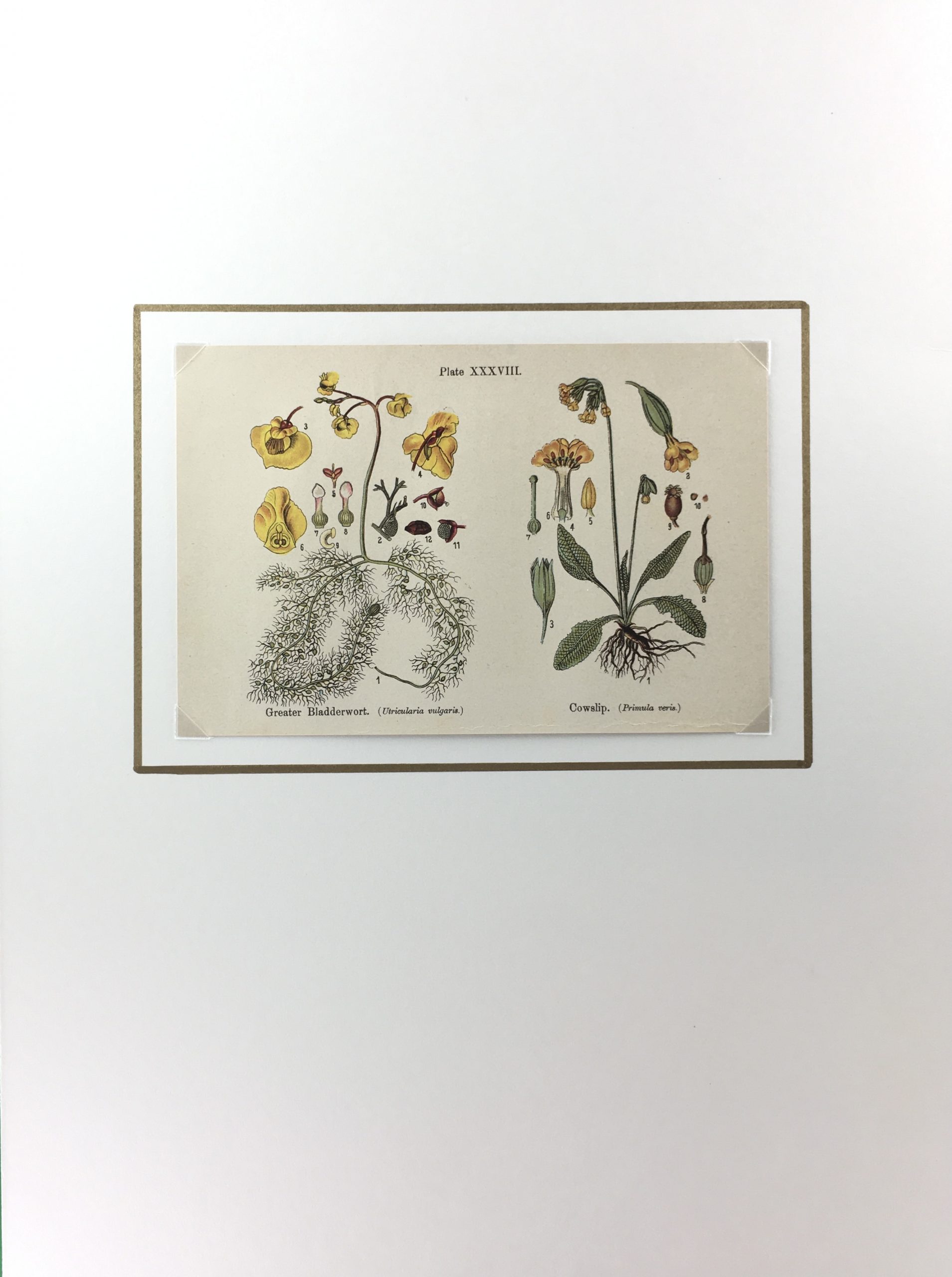 Botanical Print - Botanical Wildflowers, A. Pratt, 1913