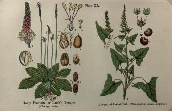 Botanical Print - Botanical Wildflowers, A. Pratt, 1913
