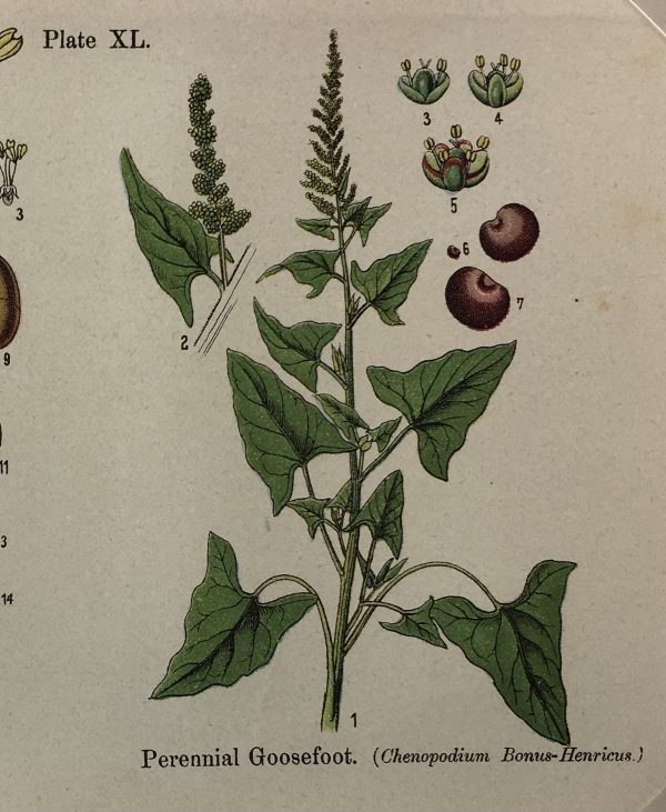 Botanical Print - Botanical Wildflowers, A. Pratt, 1913