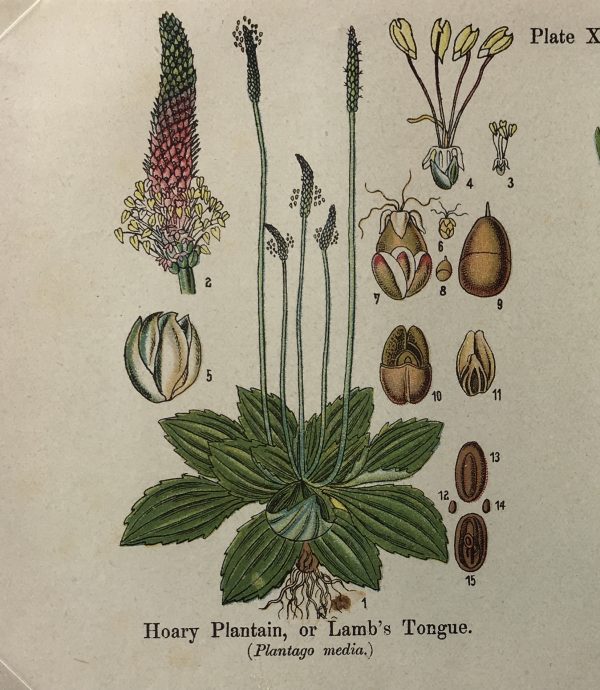 Botanical Print - Botanical Wildflowers, A. Pratt, 1913