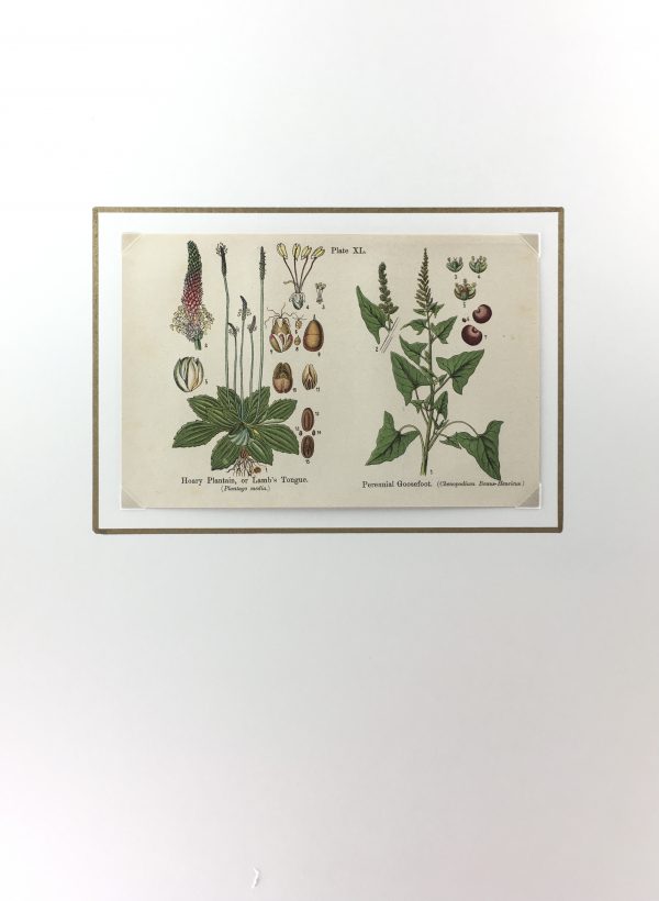 Botanical Print - Botanical Wildflowers, A. Pratt, 1913