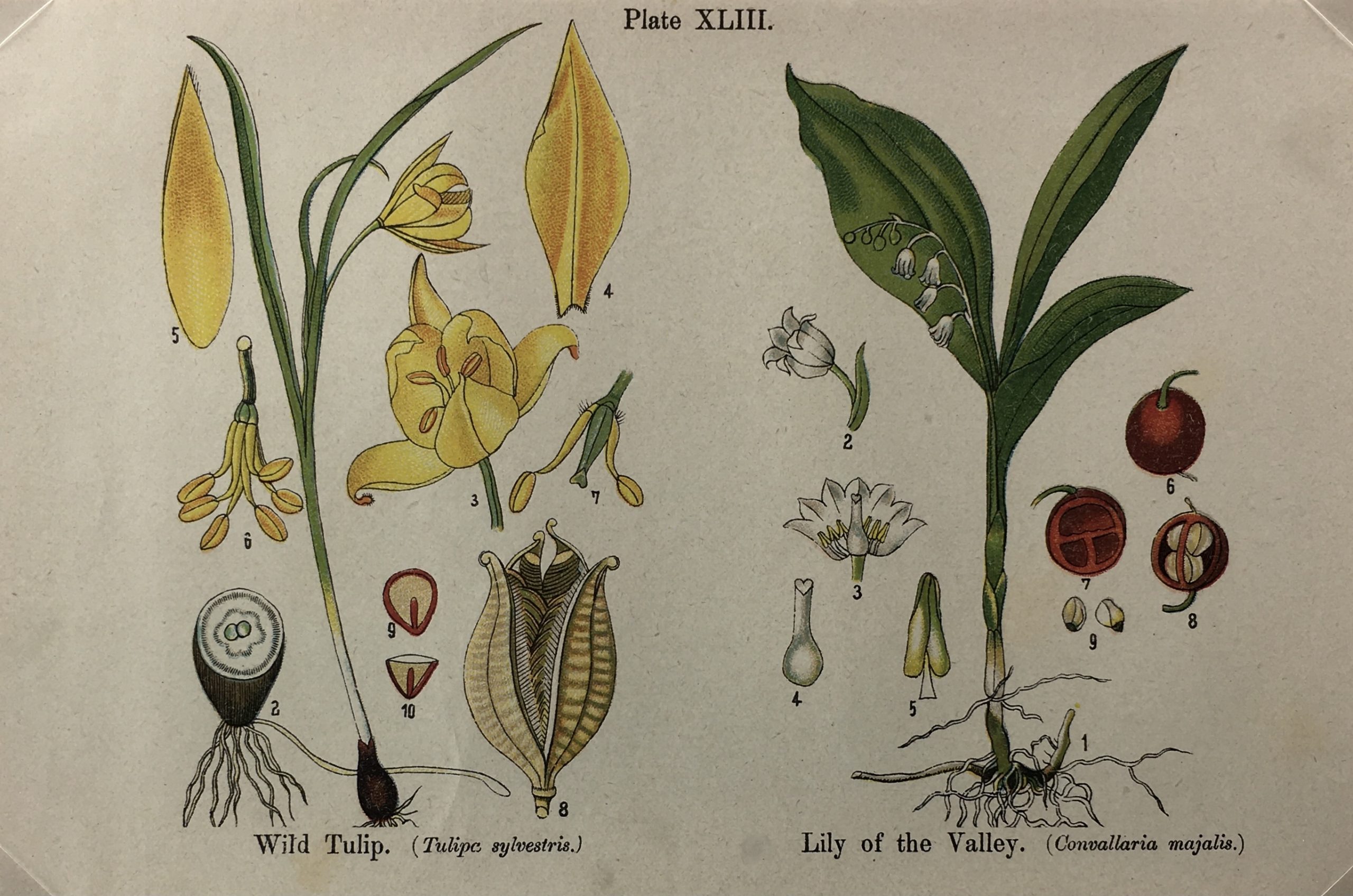 Botanical Print - Botanical Wildflowers, A. Pratt, 1913