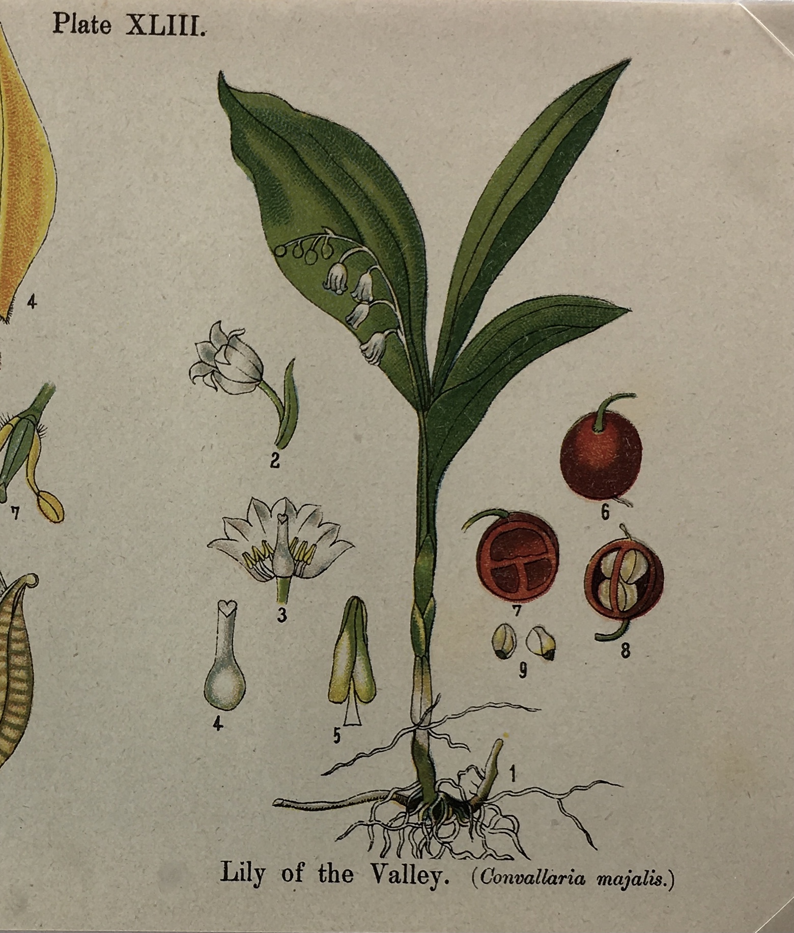 Botanical Print - Botanical Wildflowers, A. Pratt, 1913