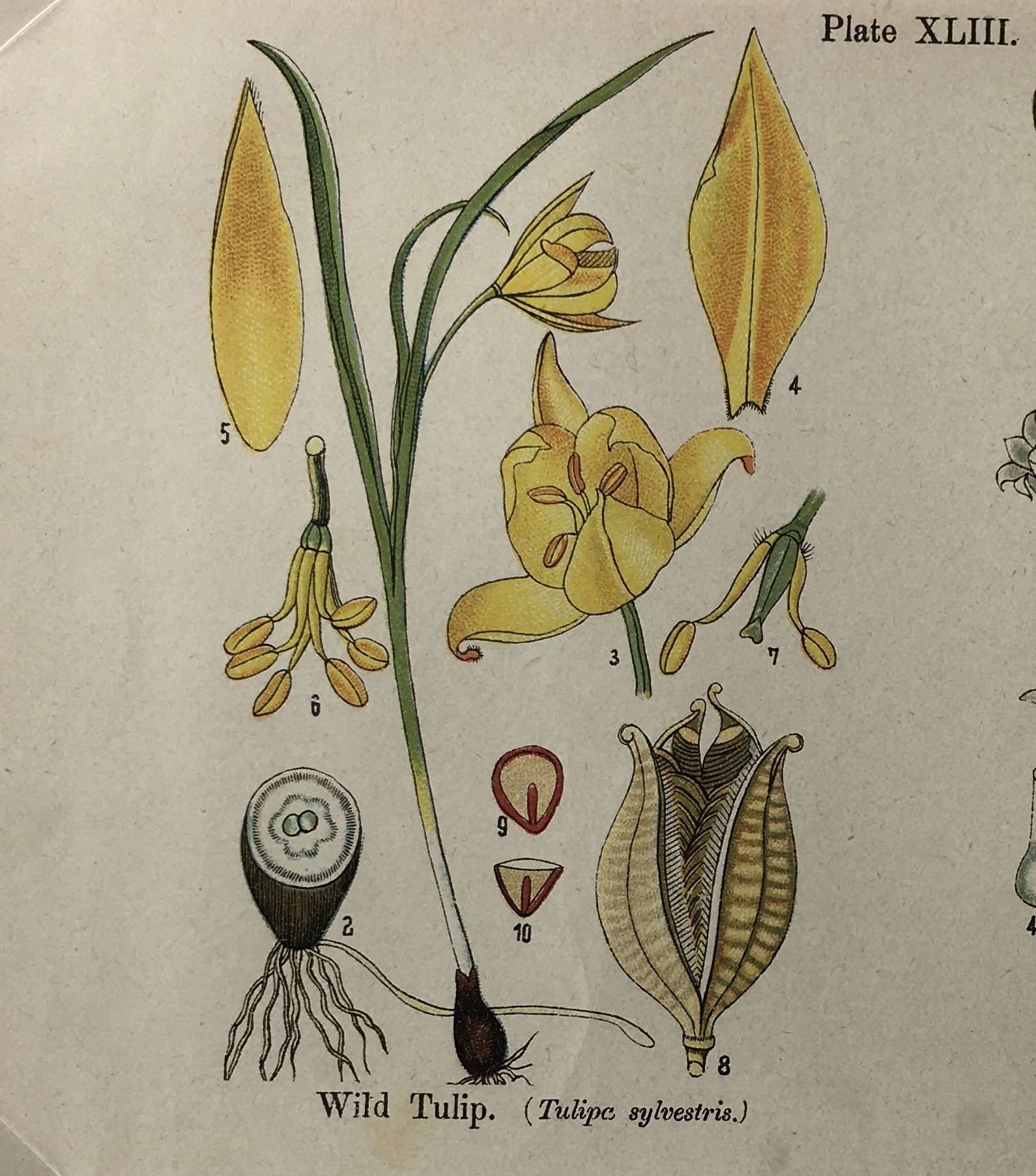 Botanical Print - Botanical Wildflowers, A. Pratt, 1913