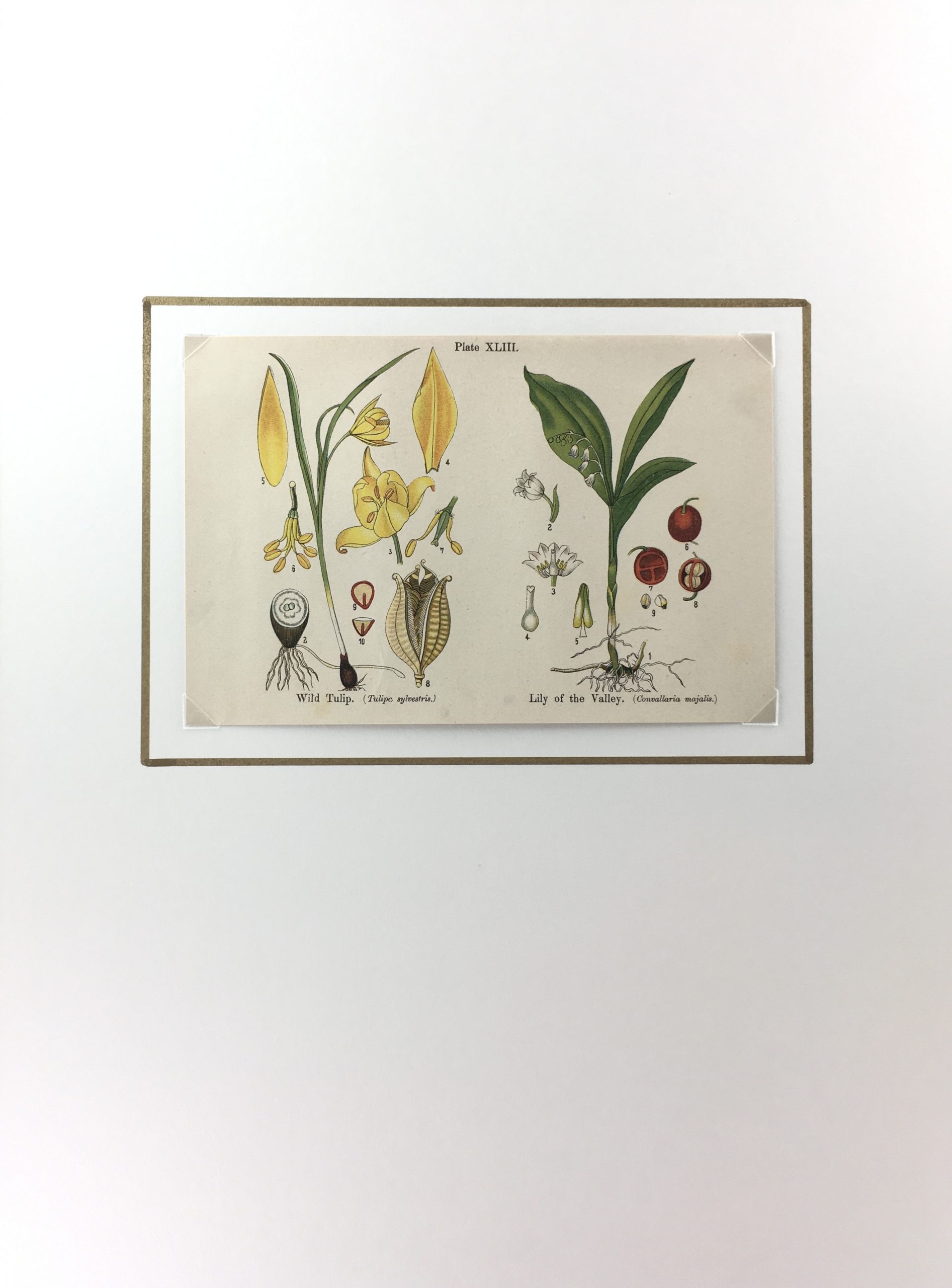 Botanical Print - Botanical Wildflowers, A. Pratt, 1913