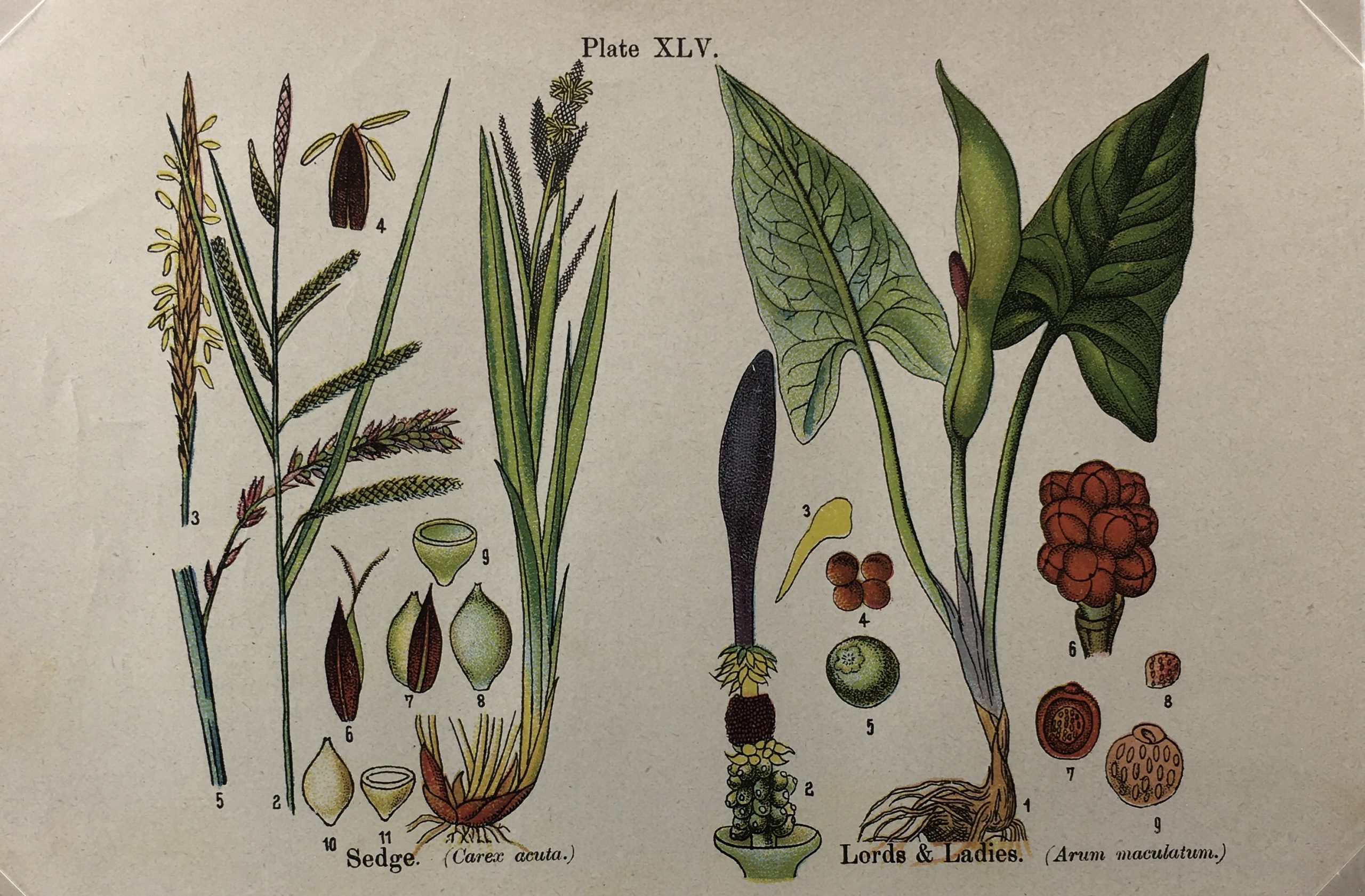 Botanical Print - Botanical Wildflowers, A. Pratt, 1913
