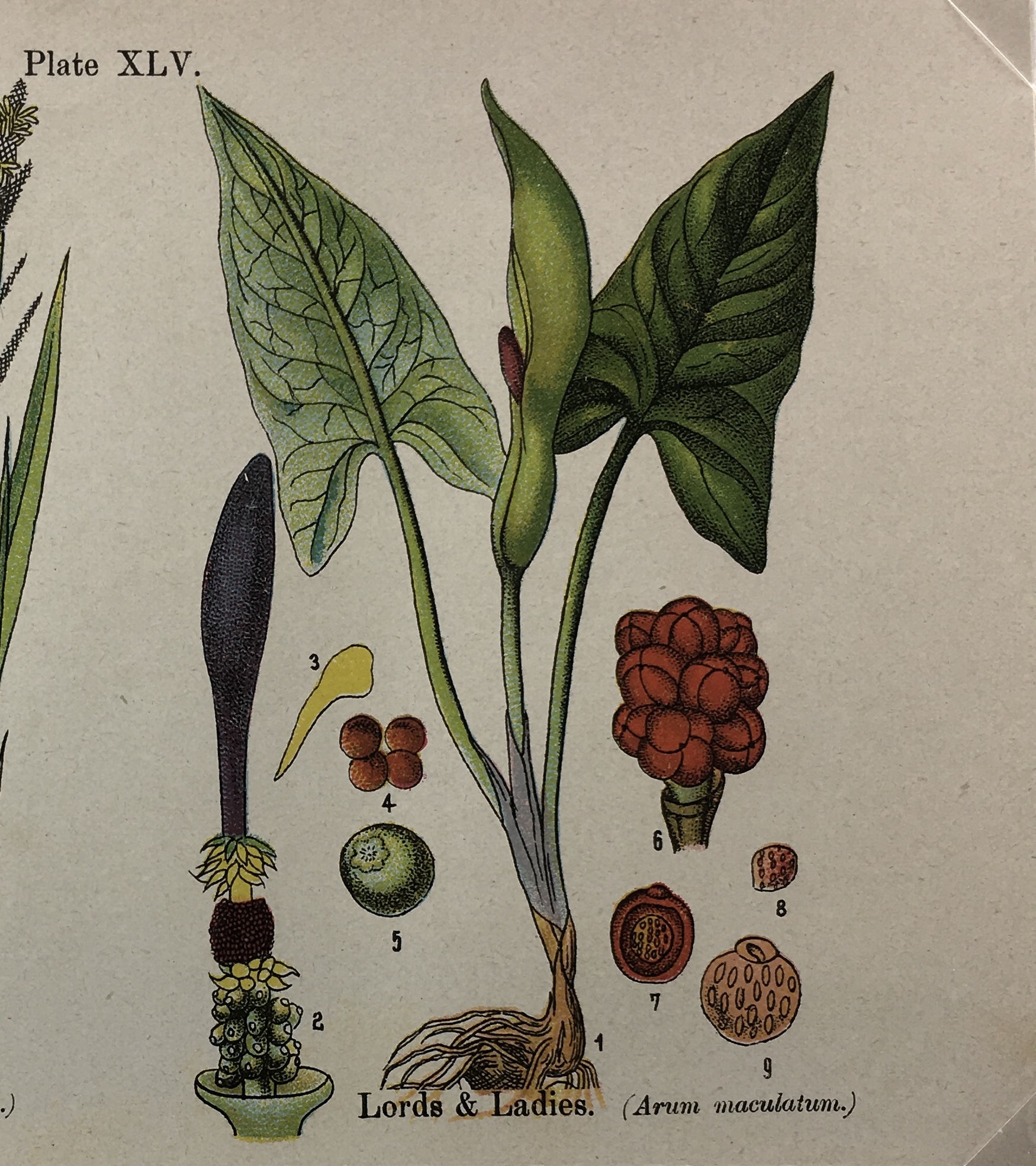 Botanical Print - Botanical Wildflowers, A. Pratt, 1913