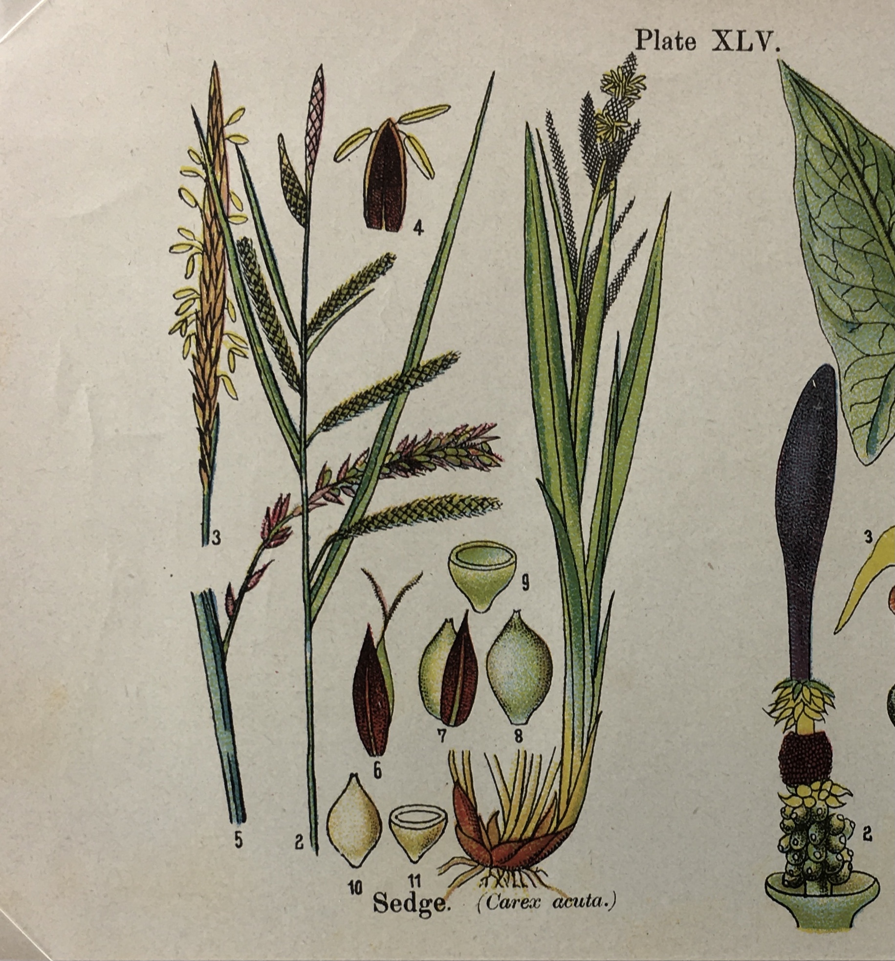 Botanical Print - Botanical Wildflowers, A. Pratt, 1913