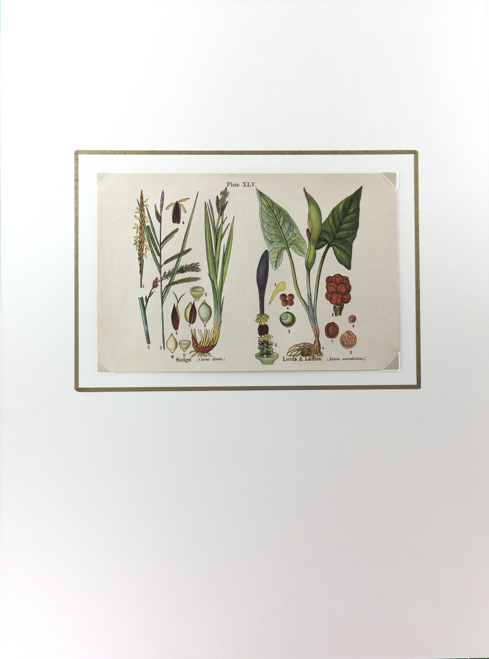 Botanical Print - Botanical Wildflowers, A. Pratt, 1913