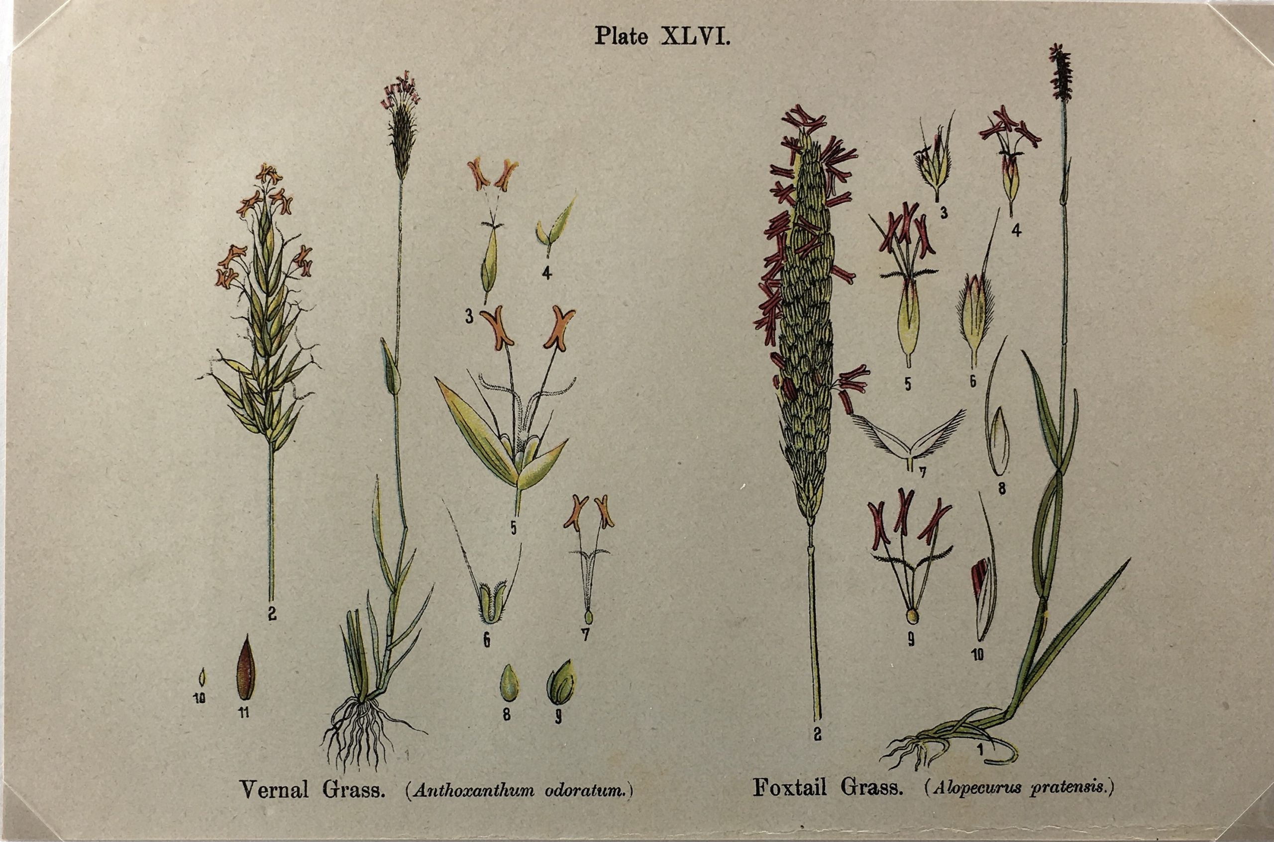 Botanical Print - Botanical Wildflowers, A. Pratt, 1913