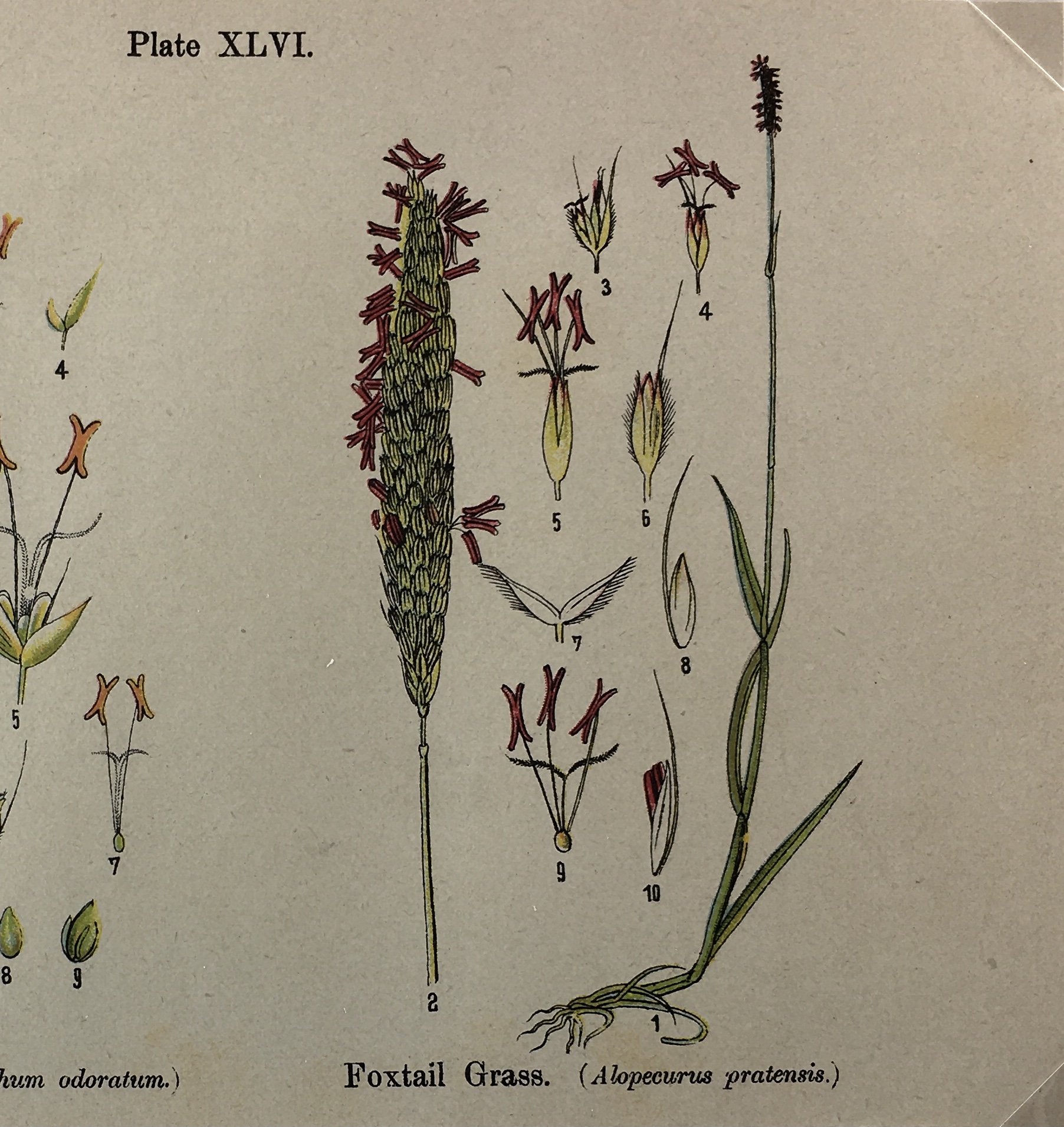 Botanical Print - Botanical Wildflowers, A. Pratt, 1913