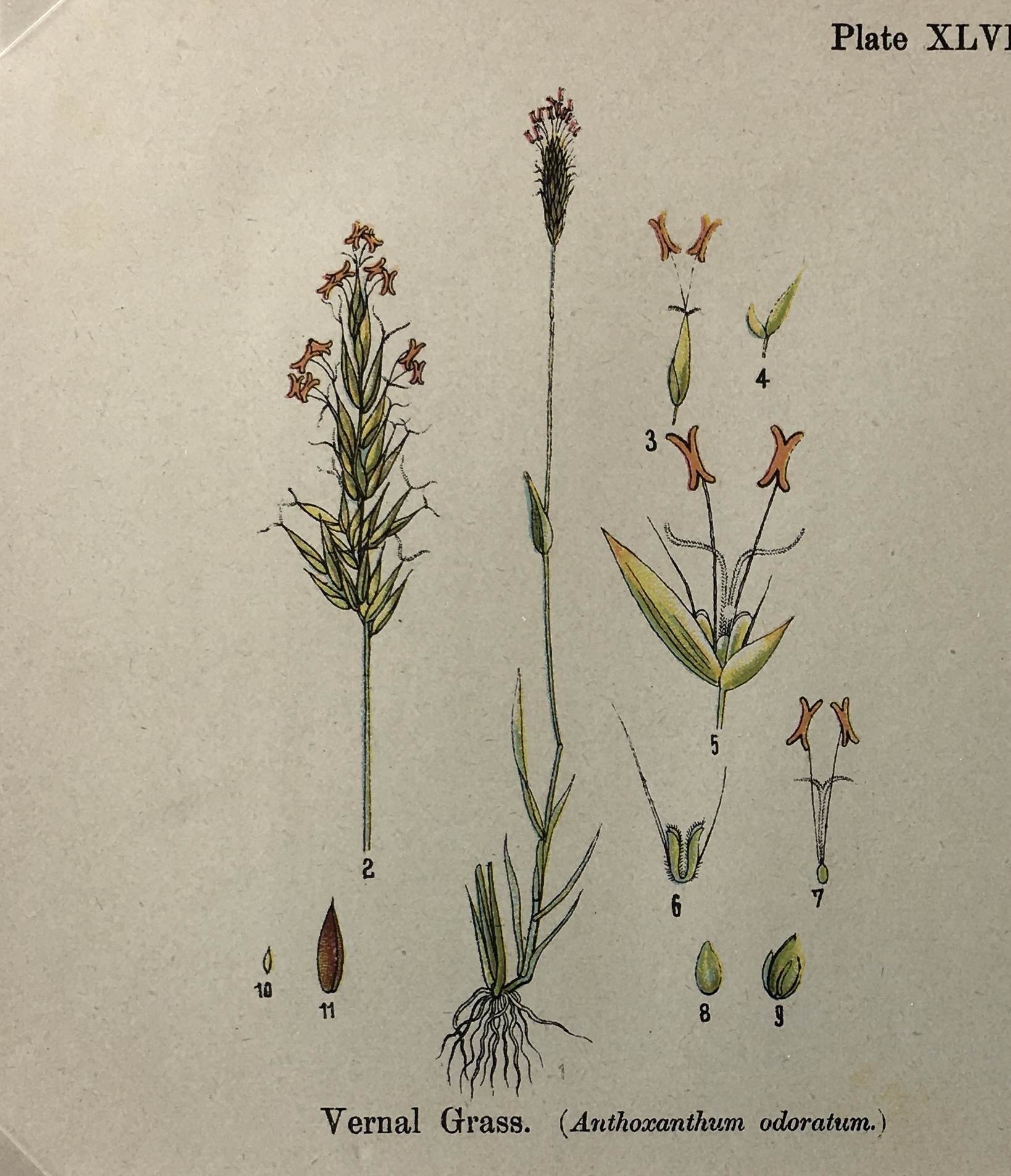 Botanical Print - Botanical Wildflowers, A. Pratt, 1913