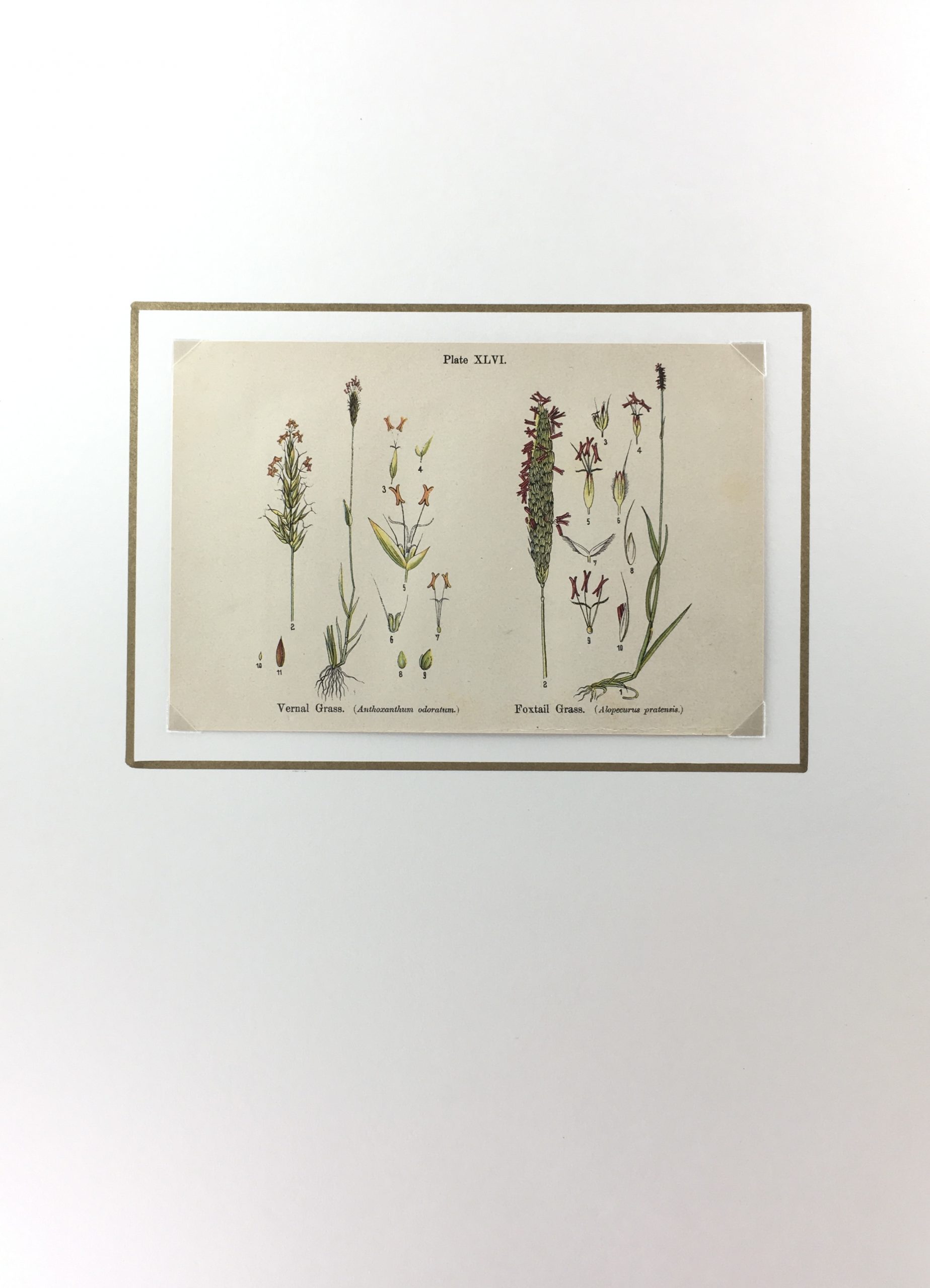 Botanical Print - Botanical Wildflowers, A. Pratt, 1913