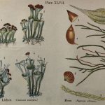 Botanical Print - Botanical Wildflowers, A. Pratt, 1913