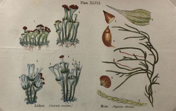 Botanical Print - Botanical Wildflowers, A. Pratt, 1913