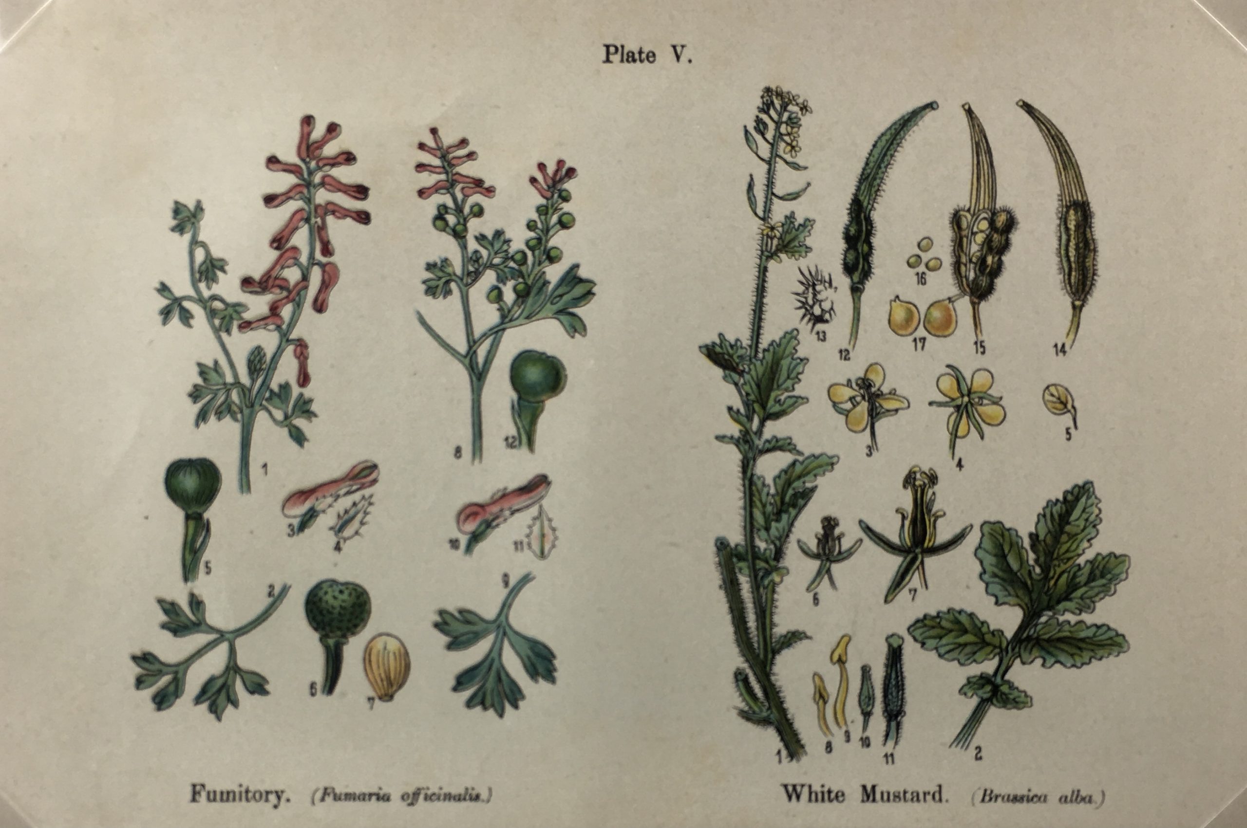 Botanical Print - Botanical Wildflowers, A. Pratt, 1913