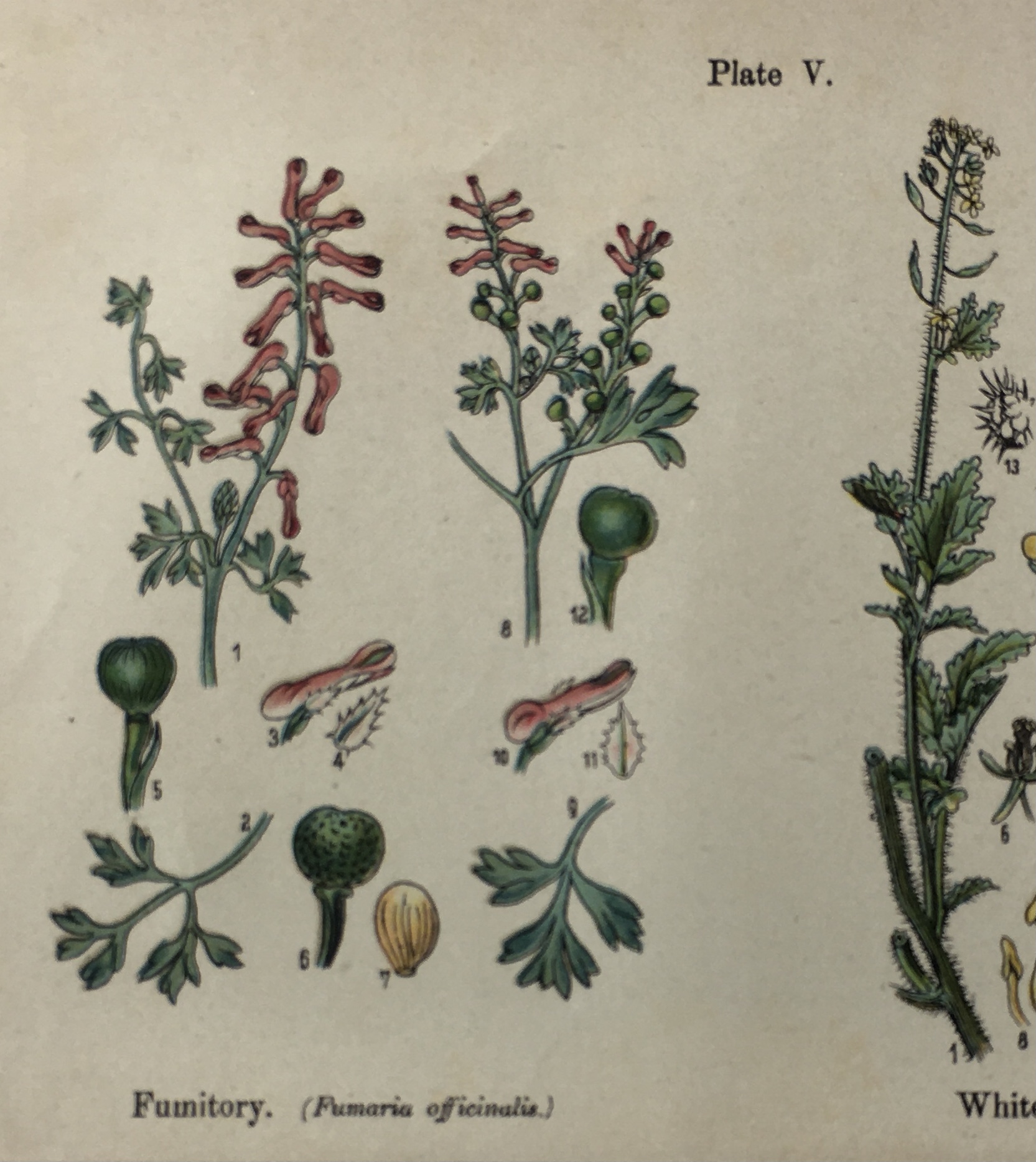 Botanical Print - Botanical Wildflowers, A. Pratt, 1913