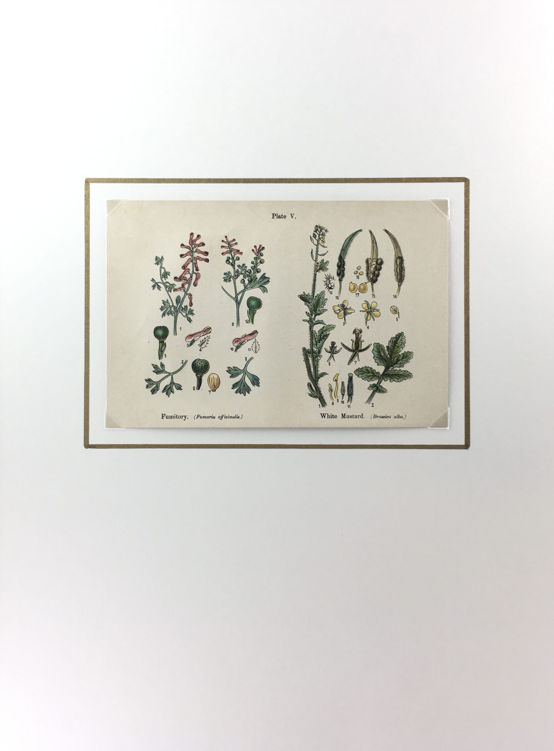 Botanical Print - Botanical Wildflowers, A. Pratt, 1913