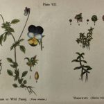 Botanical Print - Botanical Wildflowers, A. Pratt, 1913