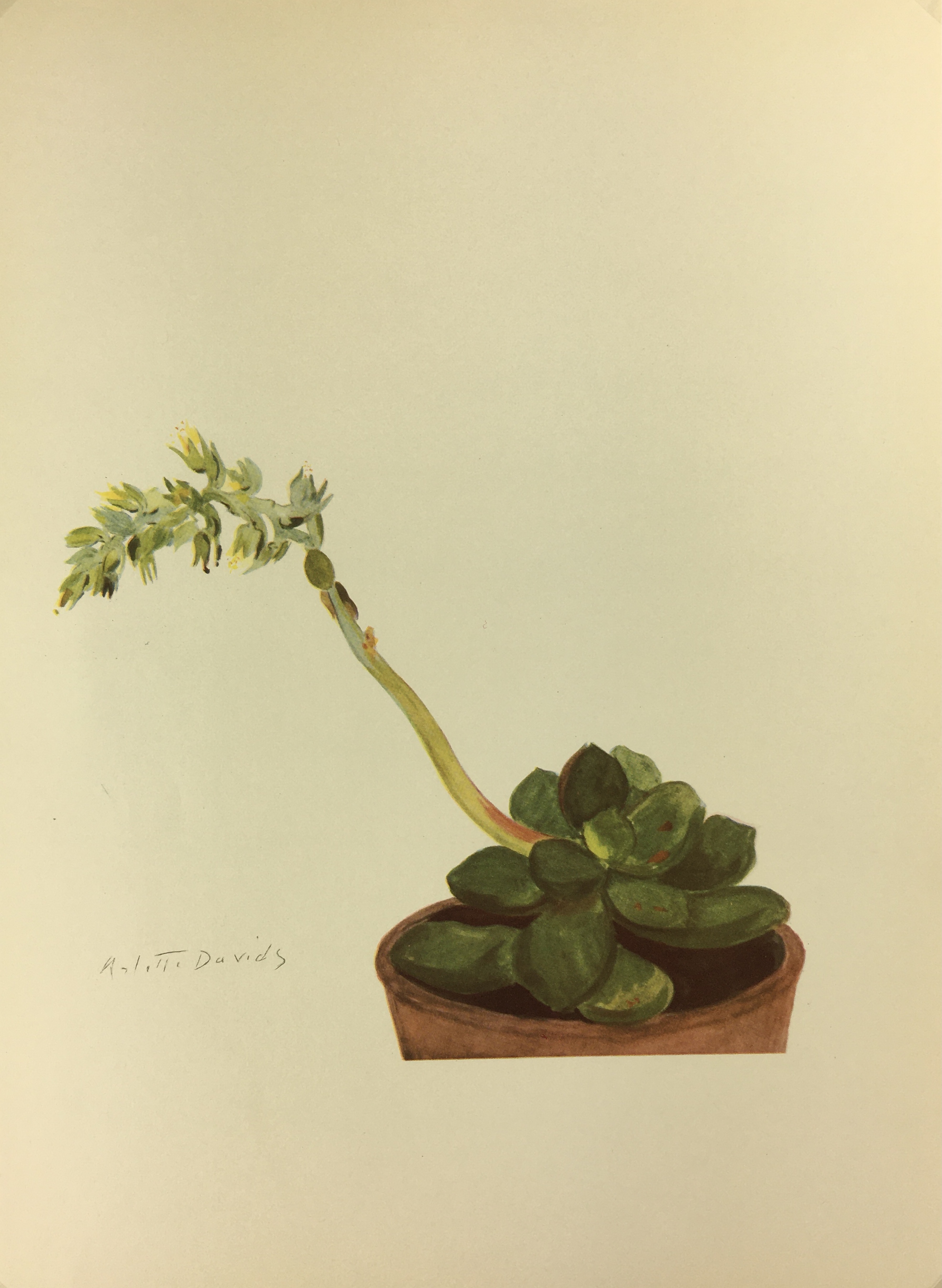Botanical Cactus Print - Lithograph - Sedum Youngmanii, A. Davis, 1948