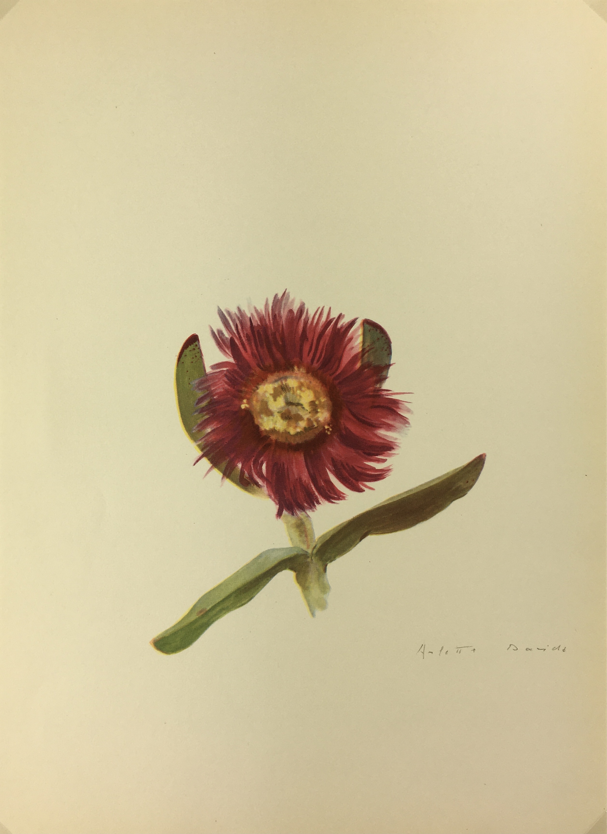 Botanical Cactus Print - Lithograph - Mesembrianthemum Edule, A. Davis, 1948