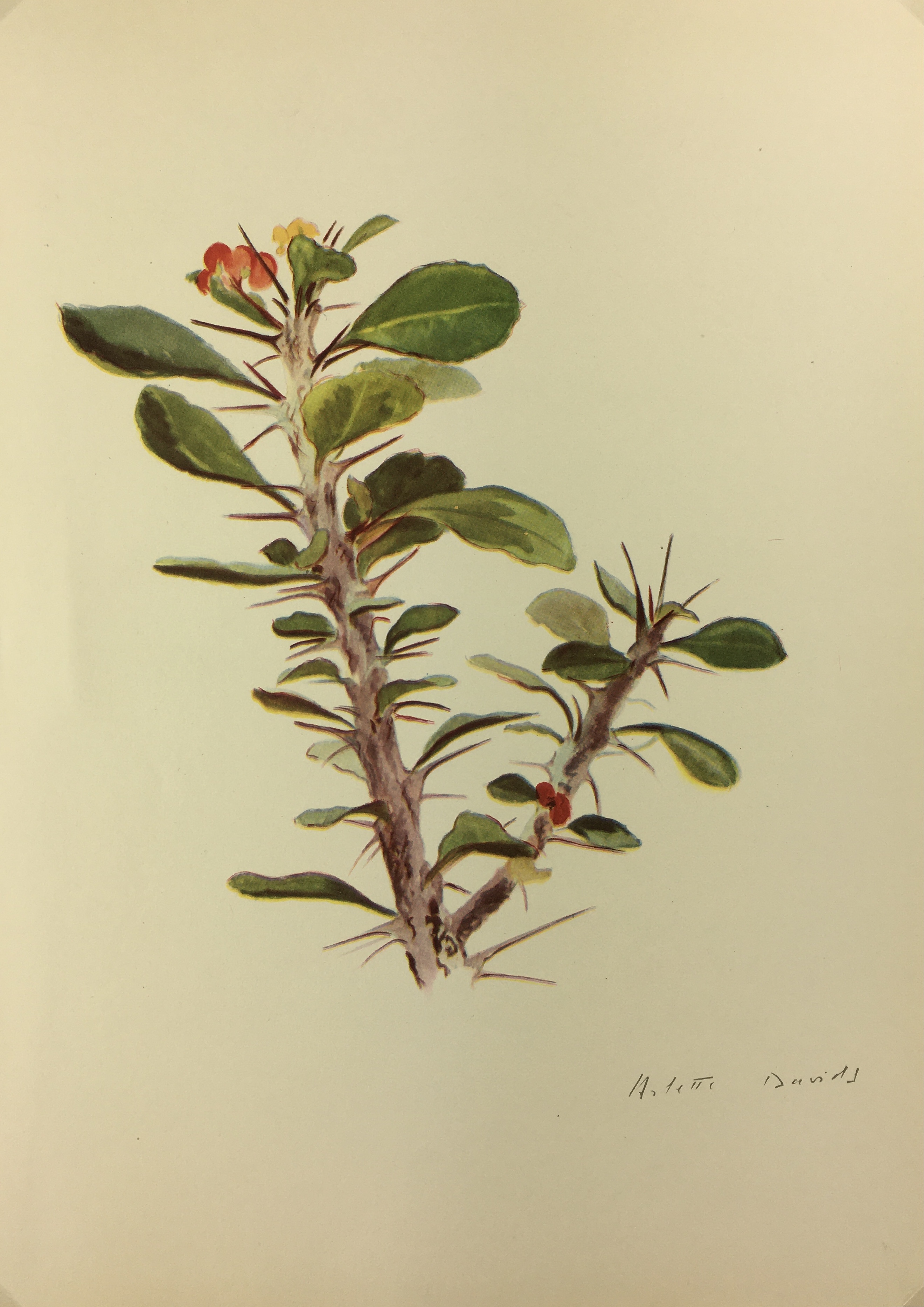 Botanical Cactus Print - Lithograph - Euphorbia Splendens, A. Davis, 1948