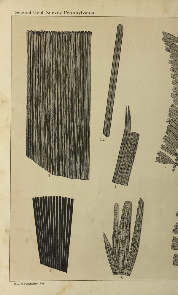 Botanical Print - Ferns, Fontaine, 1885
