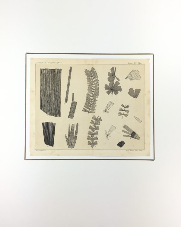 Botanical Print - Ferns, Fontaine, 1885