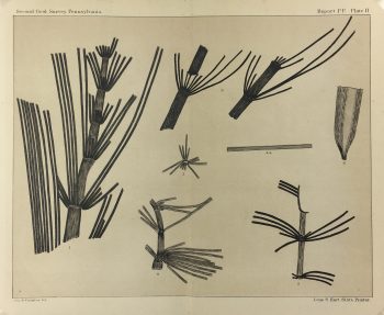 Botanical Print - Ferns, Fontaine, 1885