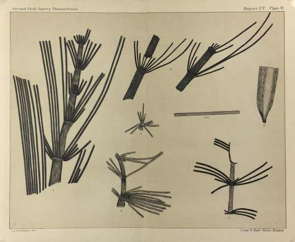 Botanical Print - Ferns, Fontaine, 1885