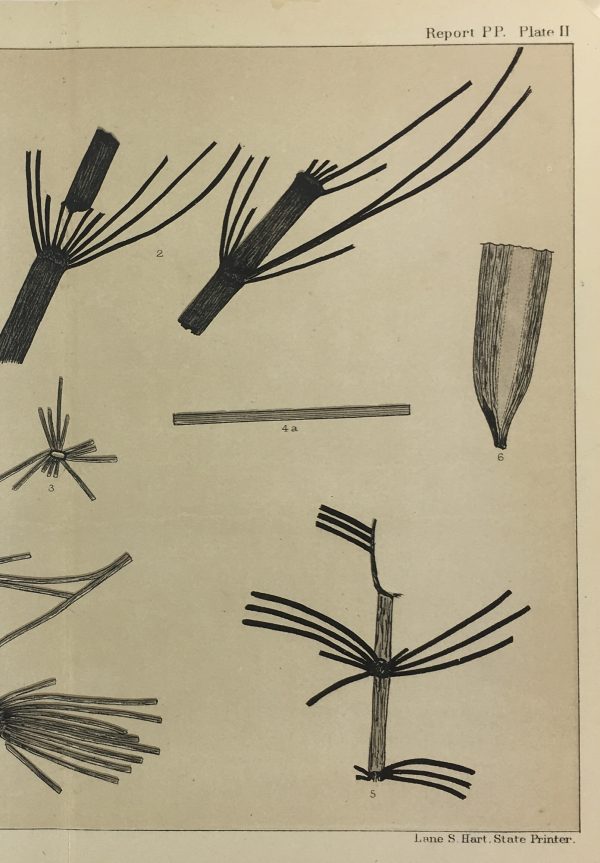 Botanical Print - Ferns, Fontaine, 1885