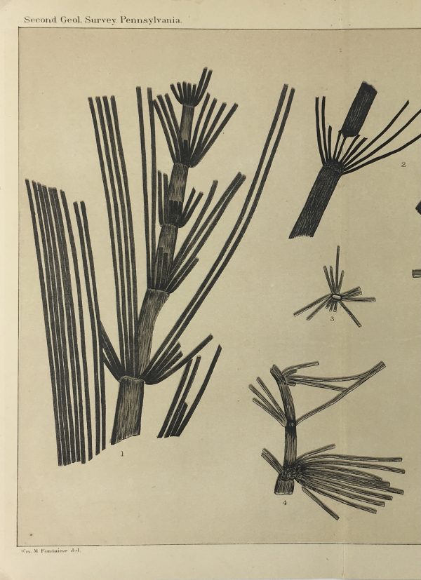 Botanical Print - Ferns, Fontaine, 1885