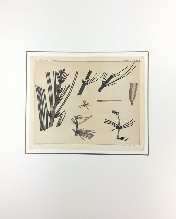 Botanical Print - Ferns, Fontaine, 1885