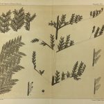 Botanical Print - Ferns, Fontaine, 1885