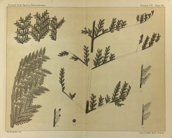 Botanical Print - Ferns, Fontaine, 1885