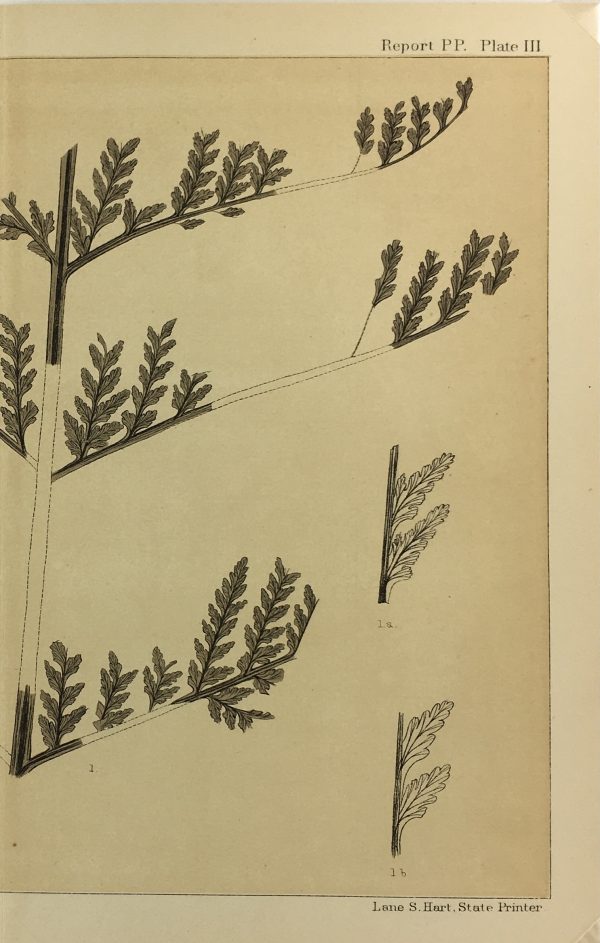 Botanical Print - Ferns, Fontaine, 1885
