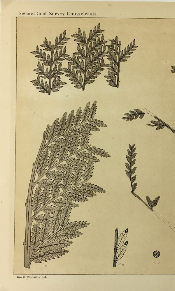 Botanical Print - Ferns, Fontaine, 1885
