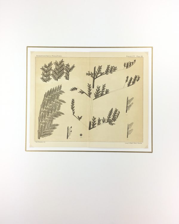 Botanical Print - Ferns, Fontaine, 1885