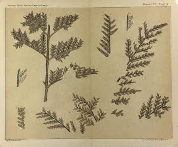 Botanical Print - Ferns, Fontaine, 1885