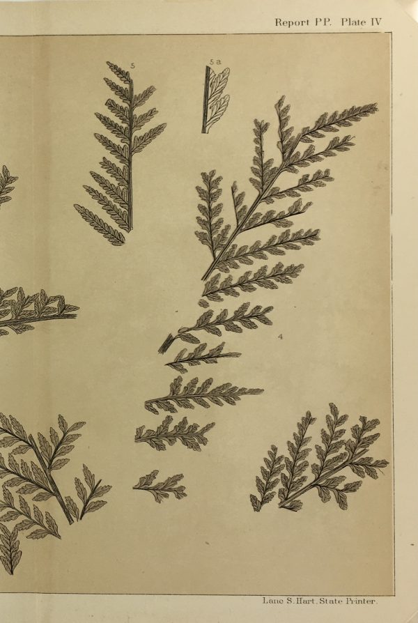Botanical Print - Ferns, Fontaine, 1885