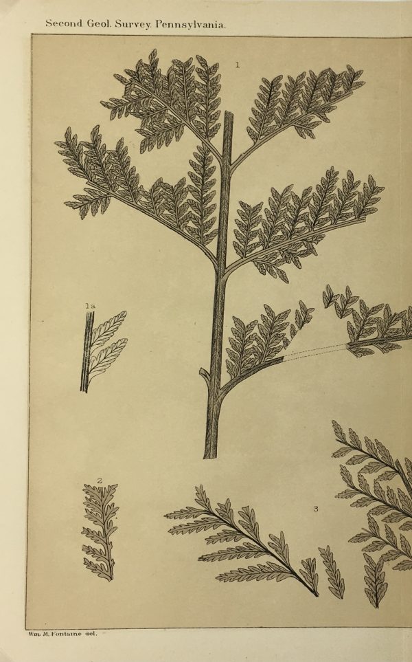 Botanical Print - Ferns, Fontaine, 1885