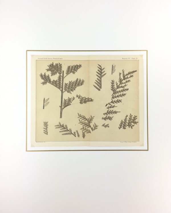 Botanical Print - Ferns, Fontaine, 1885