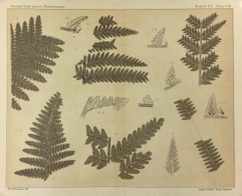 Botanical Print - Ferns, Fontaine, 1885