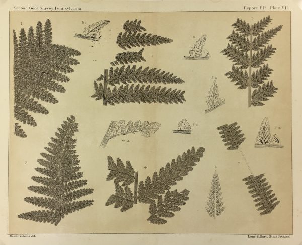 Botanical Print - Ferns, Fontaine, 1885
