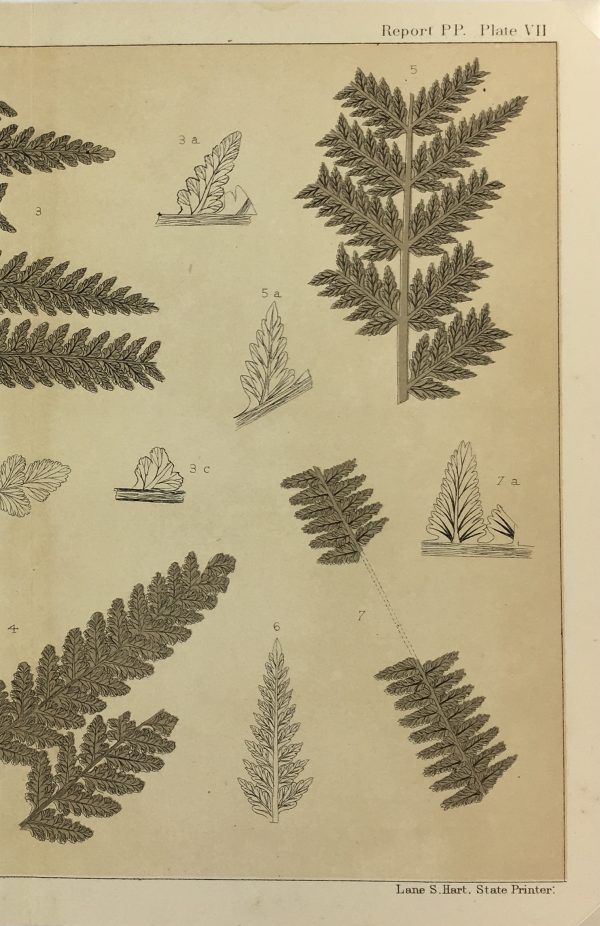 Botanical Print - Ferns, Fontaine, 1885