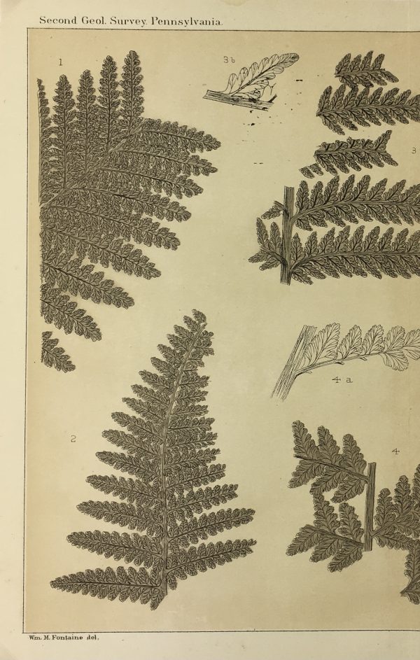 Botanical Print - Ferns, Fontaine, 1885