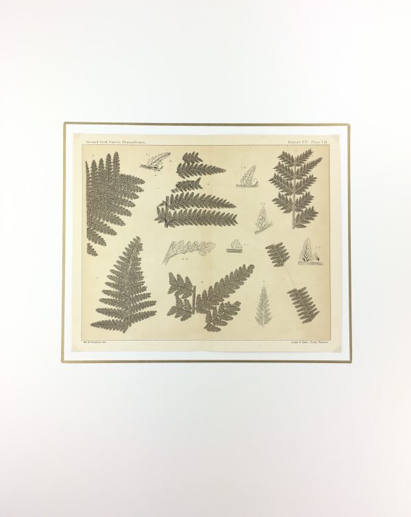 Botanical Print - Ferns, Fontaine, 1885